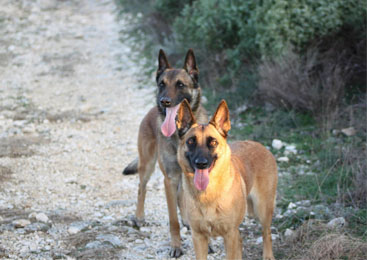 coda_zita