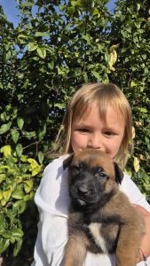 malinois-stenci-dogsstan_01