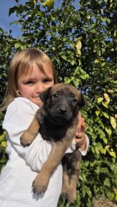 malinois-stenci-dogsstan_03