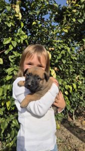 malinois-stenci-dogsstan_04
