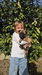 malinois-stenci-dogsstan_05