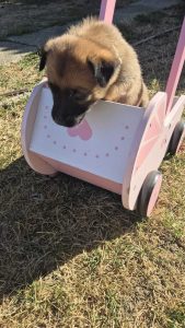 malinois-stenci-dogsstan_06