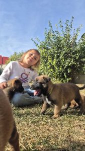 malinois-stenci-dogsstan_07