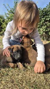 malinois-stenci-dogsstan_08