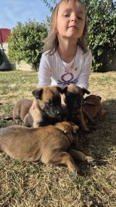 malinois-stenci-dogsstan_09