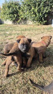 malinois-stenci-dogsstan_11