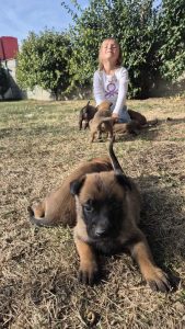 malinois-stenci-dogsstan_12