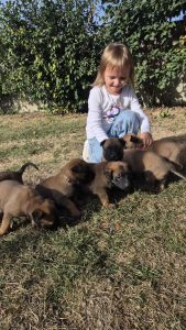 malinois-stenci-dogsstan_13