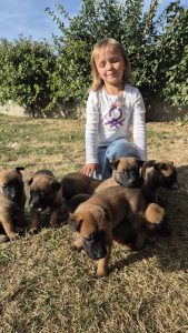 malinois-stenci-dogsstan_14